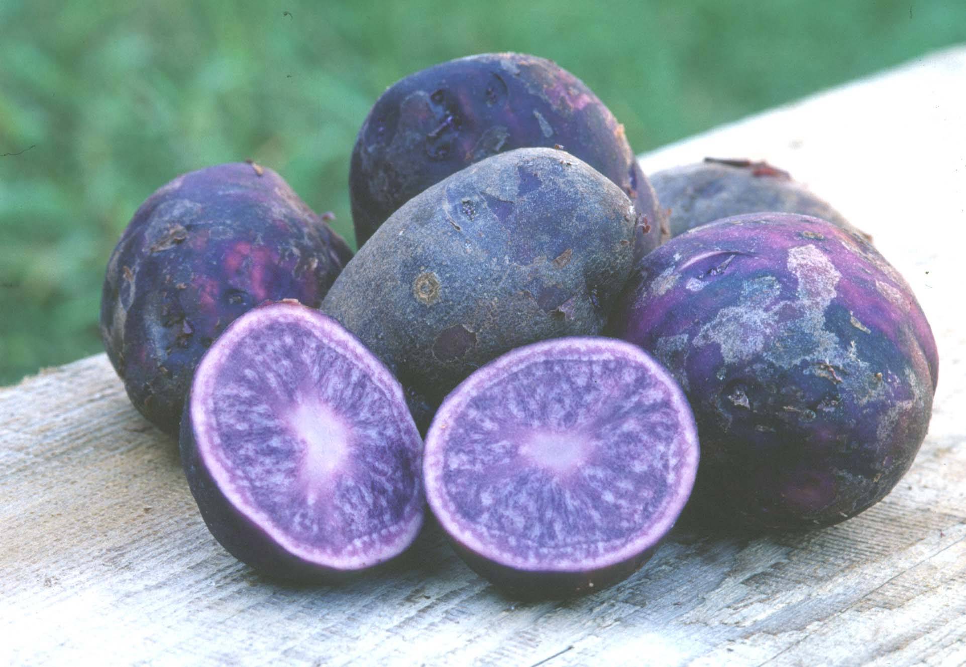 Картофель фиолетовый сорт индиго