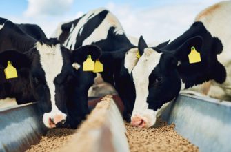 Кормовая корзина Коровы: расчеты и сбалансированный рацион