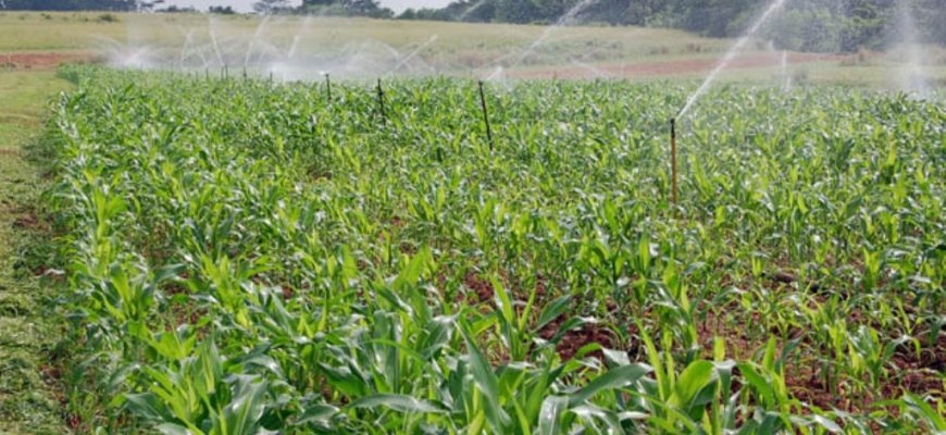 Выращивание поливной кукурузы: рекомендации специалиста из «штата кукурузного початка»