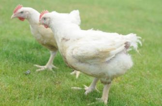Натуральный стимулятор вместо антибиотиков повышает привес, конверсию корма и сохранность поголовья у птиц