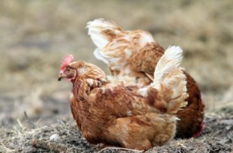 Оспа птиц у несушек: как оградить стадо от болезни