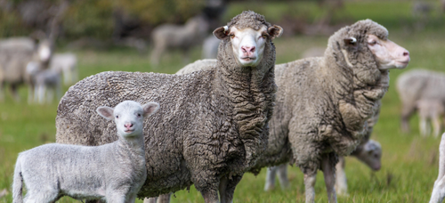 Кормление овец в период лактации