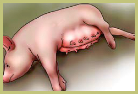 Болезни свиней в небольших хозяйствах - симптомы, лечение, профилактика