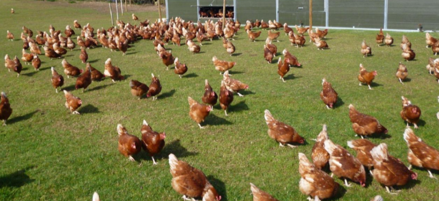 Австралийские фермы свободного выгула птицы