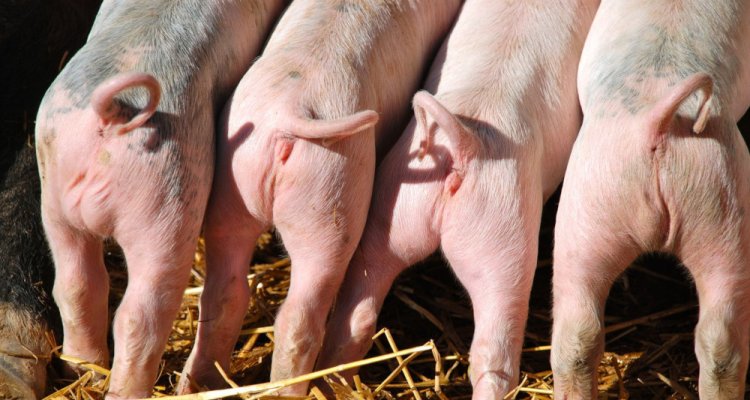 Почему свиньи отгрызают друг другу хвосты?