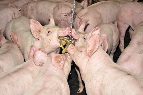 Что делать, если свиньи грызут хвосты?