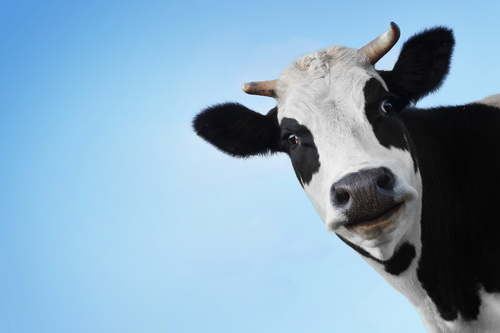 Кормовая корзина Коровы: расчеты и сбалансированный рацион