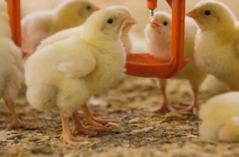 Добавление аргинина в рацион цыплят улучшает их продуктивность
