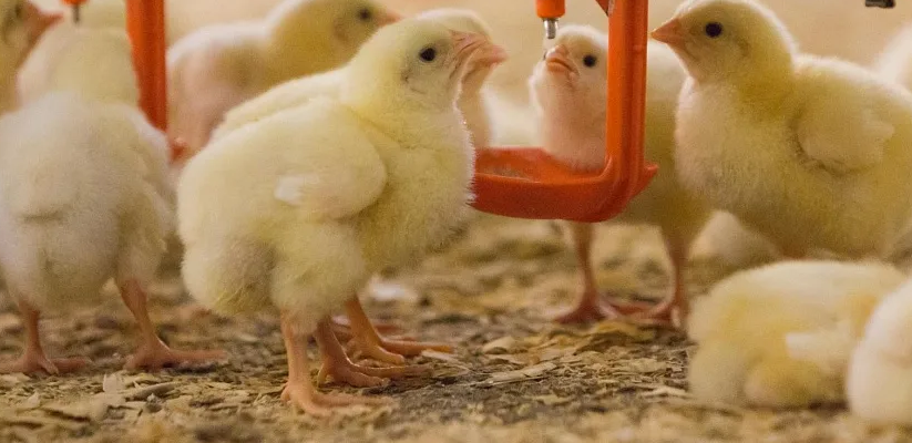 Добавление аргинина в рацион цыплят улучшает их продуктивность