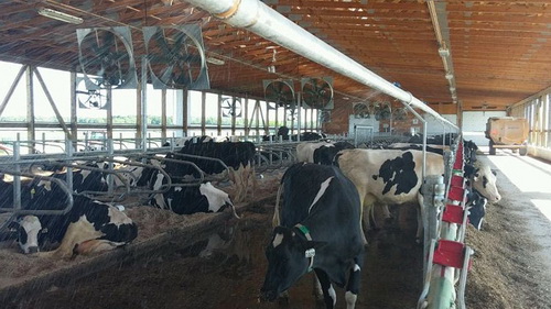 Как устранить тепловой стресс у коров