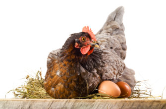 Как помочь курам нести качественные яйца