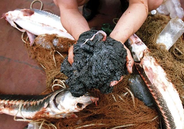 На Дорогомиловском рынке изъято 100 кг браконьерской черной икры и 2,5 тонны осетров