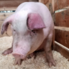 Инвентаризация поголовья свиней в Европе