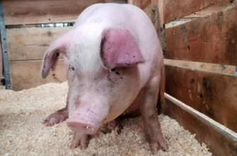 Инвентаризация поголовья свиней в Европе