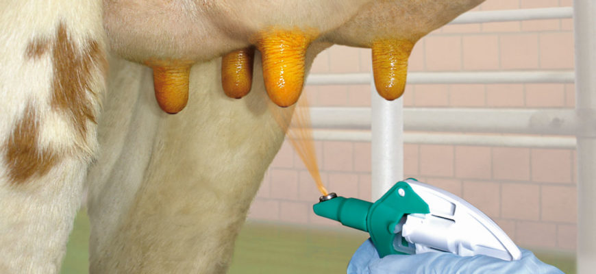 Исследования влияния обработки вымени на микробиологическую безопасность молока