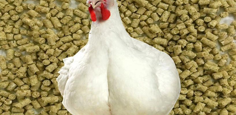 Изменение состава кормов бройлеров перед убоем улучшает качество куриной грудки