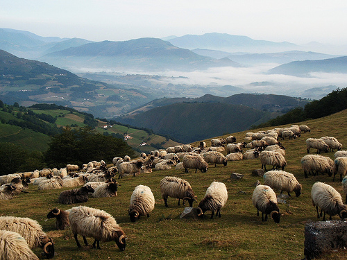 В Крым приходят турецкие овцеводы