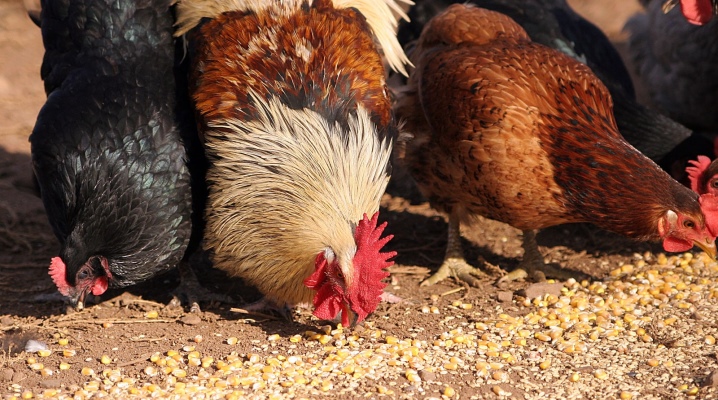 Не навреди, или Практические советы по использованию зерна нового урожая на корм птице