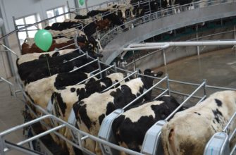 Китай возводит гигантский молочный комплекс