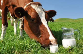 Коровы-сыроеды дают более полезное молоко