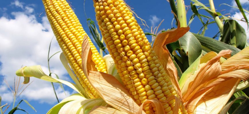 Мировой рынок кукурузы