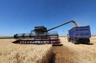 Мировой урожай пшеницы и риса установит новый рекорд