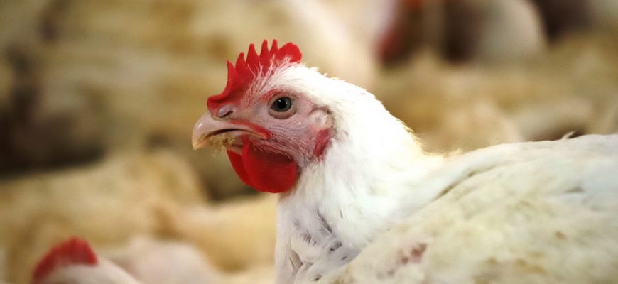 Молдавия ограничивает ввоз продукции птицеводства