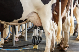 Молочные фермы работают по коровьему расписанию