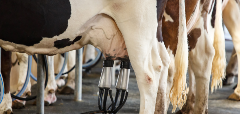 Молочные фермы работают по коровьему расписанию