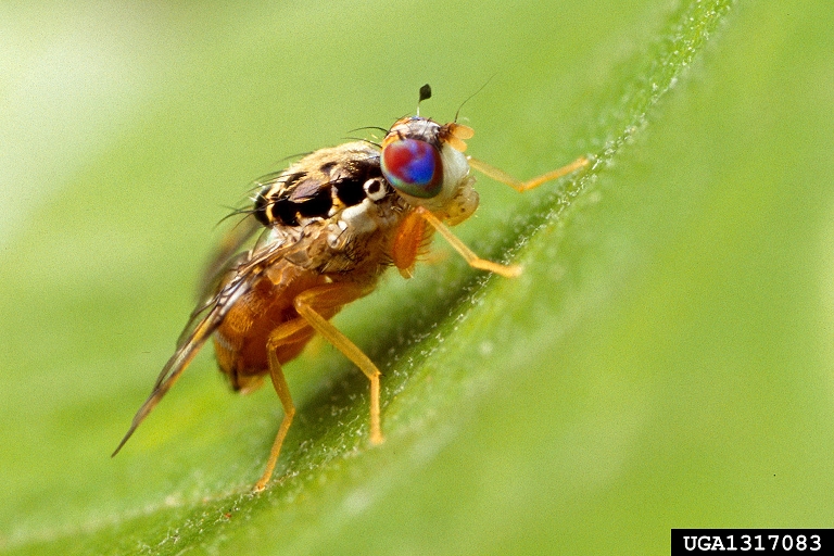 Эффективный метод борьбы с плодовой мухой - лишить вредителя возможности размножаться
