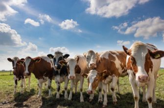 Настоящее и будущее мясного скотоводства