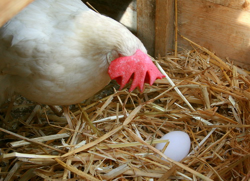 Как помочь курам нести качественные яйца