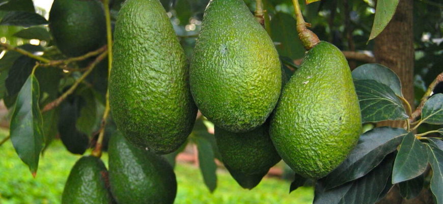 Новый сорт авокадо «Малума» завоевывает мир