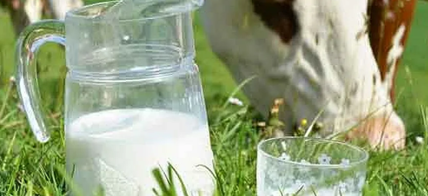 Новый технический регламент подкосит молочную отрасль