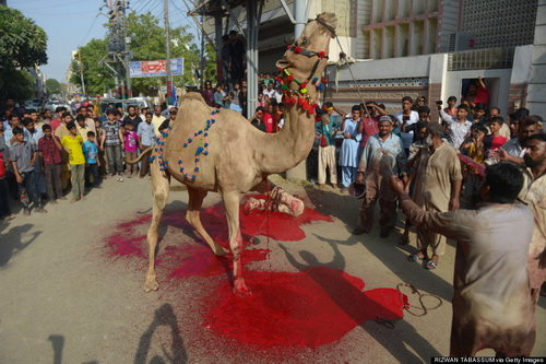 Ритуальный забой верблюдов запрещен с 11 сентября