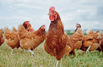 Органический селен поддерживает здоровье и продуктивность сельскохозяйственных птиц