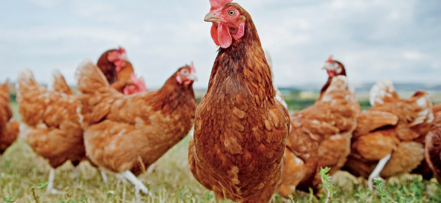 Органический селен поддерживает здоровье и продуктивность сельскохозяйственных птиц
