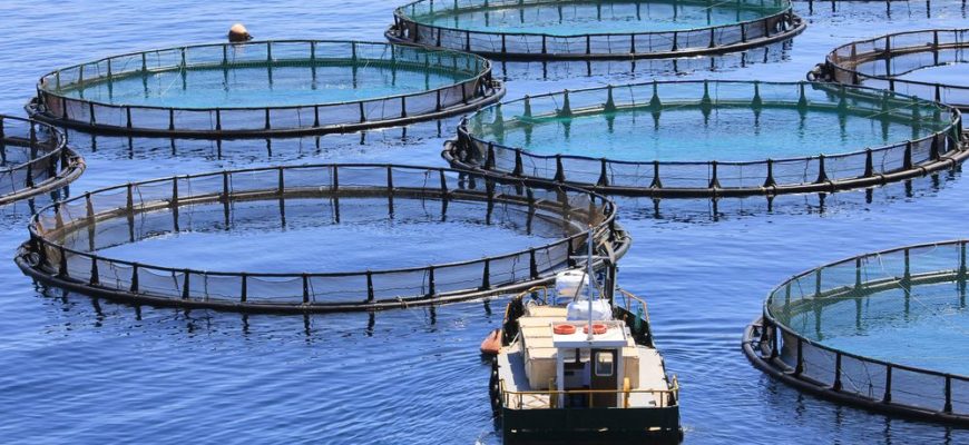 Отбросы промышленного рыболовства будут использовать в аквакультуре