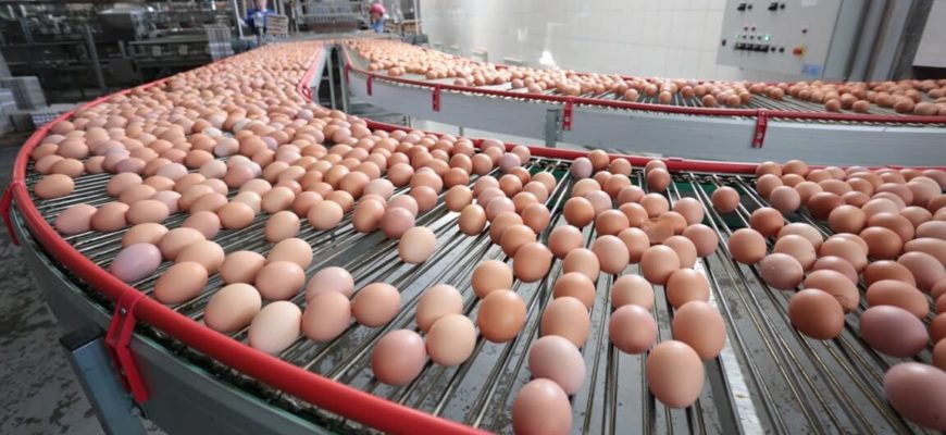Отсутствие субсидий погубит производство яиц в Казахстане
