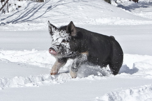 Условия содержания свиней зимой