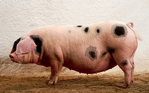 Генетические улучшения для понижения конверсии корма свиней