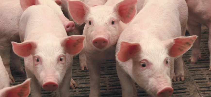 Поголовье свиней в Ирландии растет