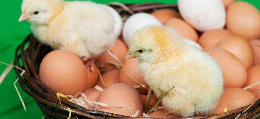 Польша поставляла в Россию канадских цыплят и яйца