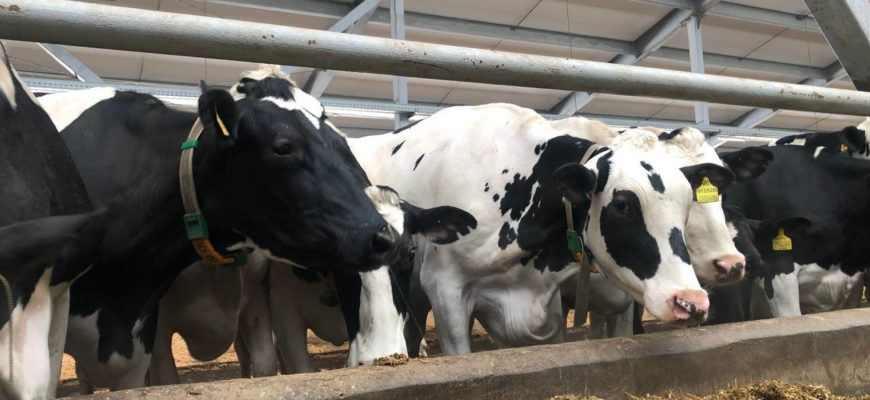 Проблемы адаптации молочного животноводства к изменениям внешней среды