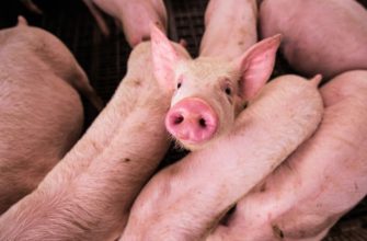 Продолжается сезонный рост цен на убойных свиней
