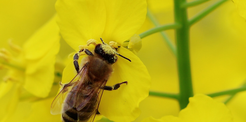 Рапс и пчелы - созданы друг для друга