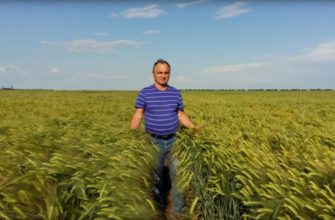Проблем российского земледелия органика не решит