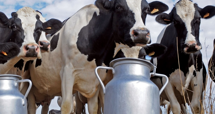 Резервы экономики молочного животноводства