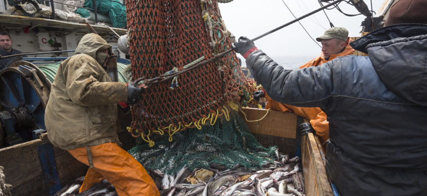 Рыбодобывающую отрасль поддержит рыбный банк
