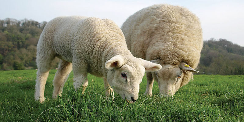 Кормление овец в период лактации
